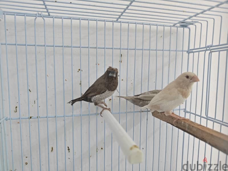 foster bengalese 4 piece avilable 2 red eye 2 crested 5