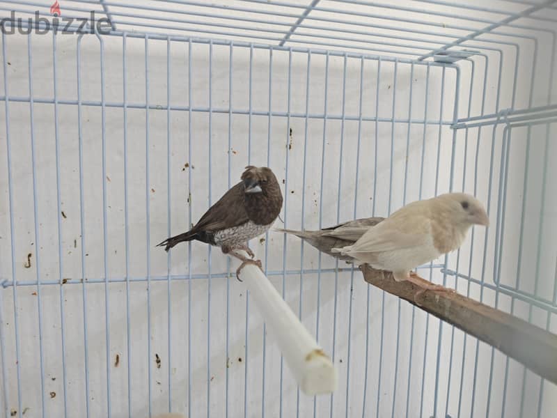 foster bengalese 4 piece avilable 2 red eye 2 crested 6