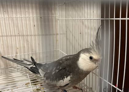Breeding pair of cockteils