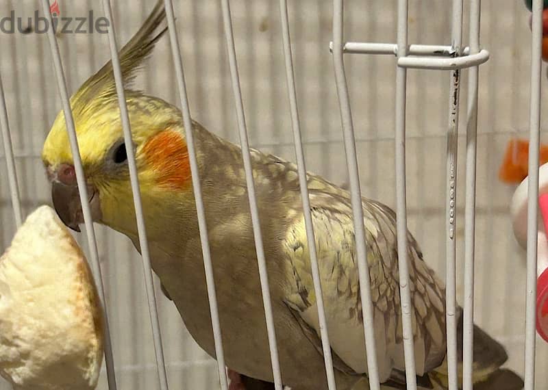 Breeding pair of cockteils 1