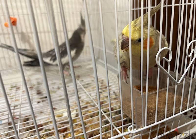 Breeding pair of cockteils 2