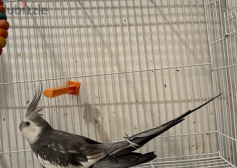 Breeding pair of cockteils 3