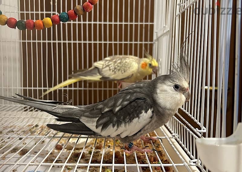 Breeding pair of cockteils 4