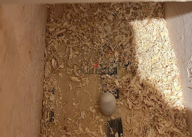 Breeding pair of cockteils 5
