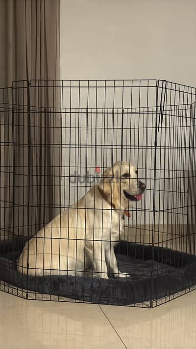 Golden retriever