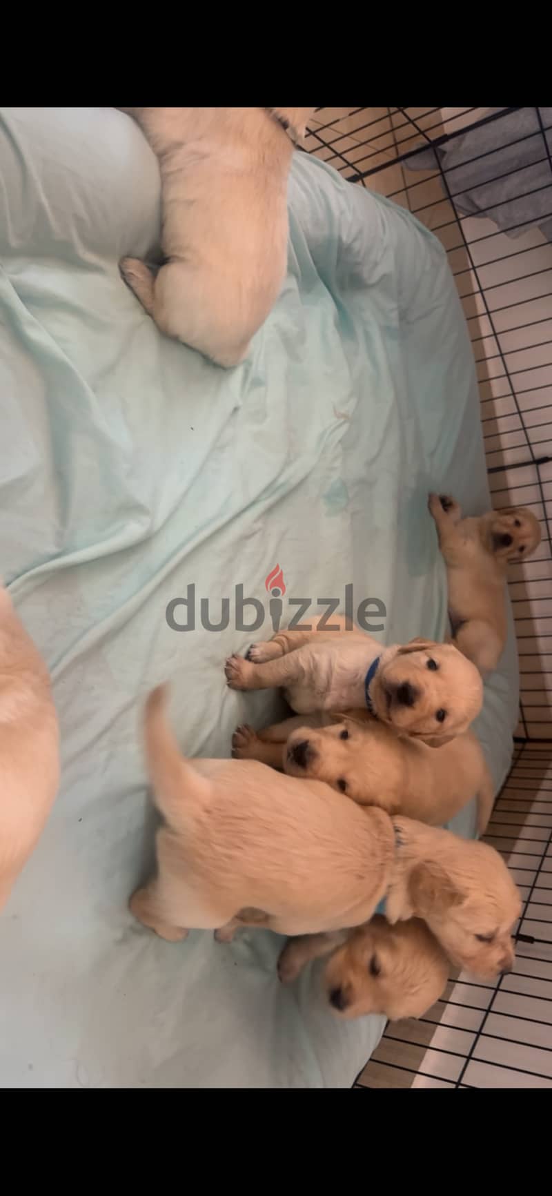 Golden retriever 1