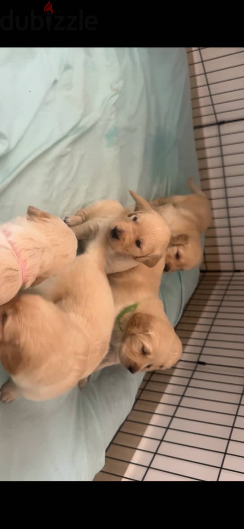 Golden retriever 2