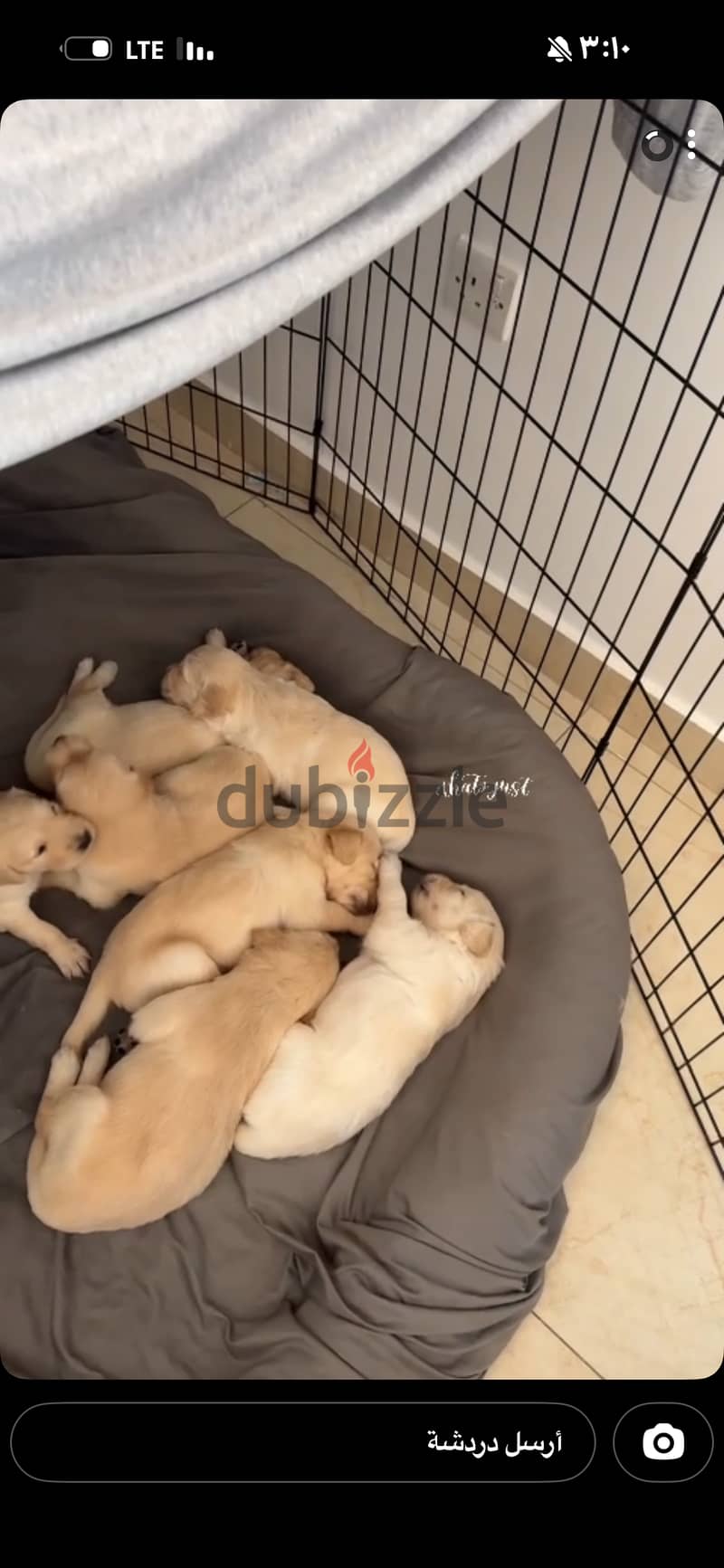 Golden retriever 3