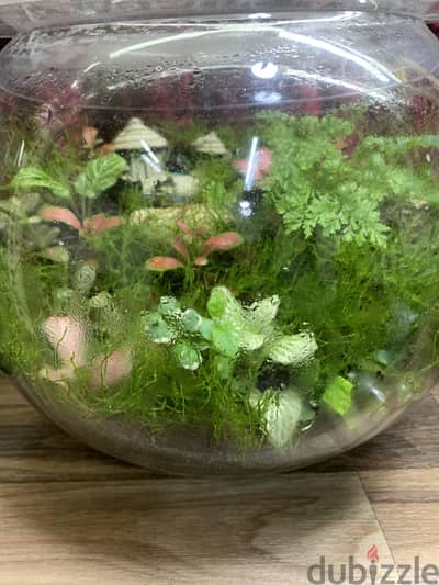 Home Terrariums
