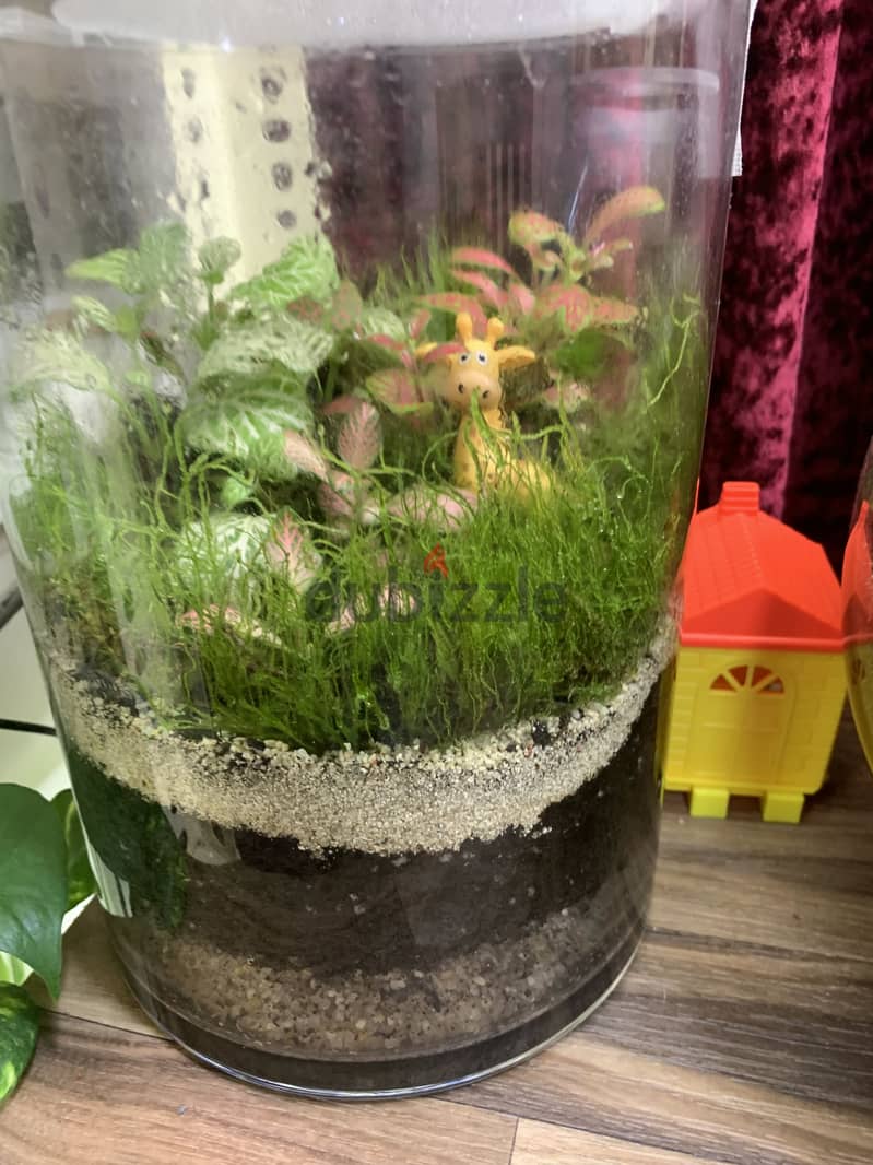 Home Terrariums 1