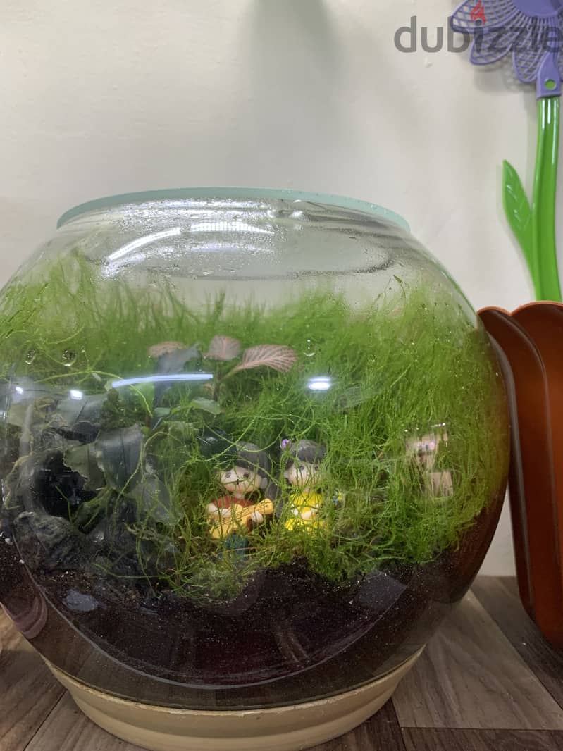 Home Terrariums 2