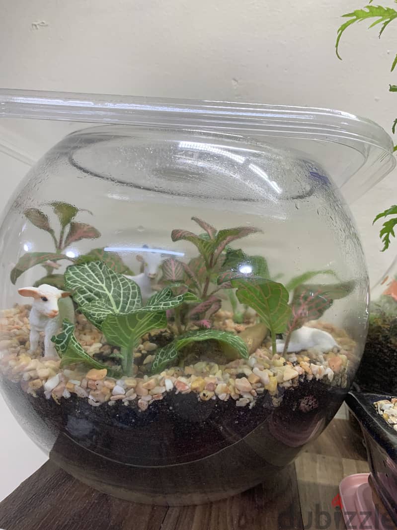 Home Terrariums 3