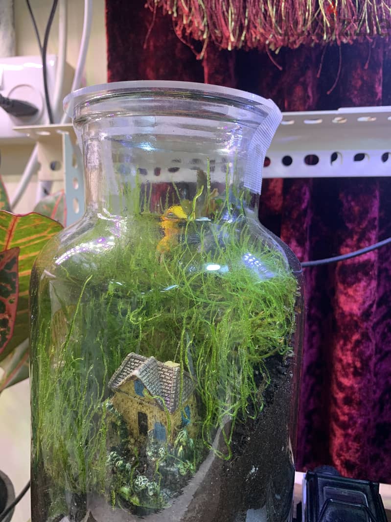 Home Terrariums 4