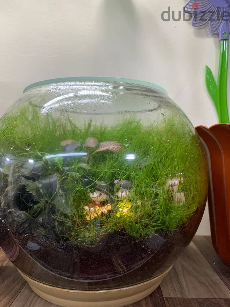 Home Terrariums 5