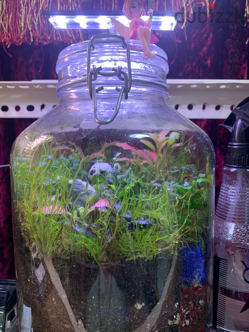 Home Terrariums 6