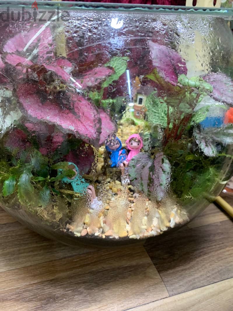 Home Terrariums 7