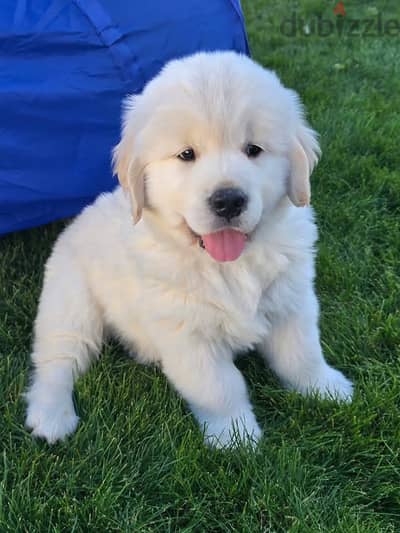 Whatsapp Me 0(588) 993320//Golden Retriever Puppies