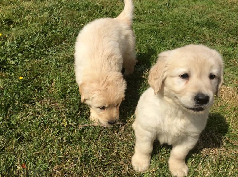 Whatsapp Me 0(588) 993320//Golden Retriever Puppies 1