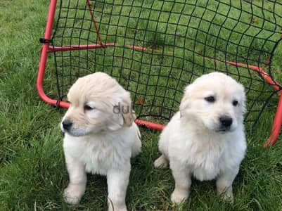 Whatsapp Me 0(588) 993320//Golden Retriever Puppies