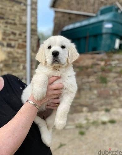 Whatsapp Me 0(588) 993320//Golden Retriever Puppies 1