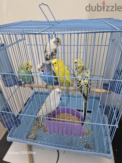 budgies