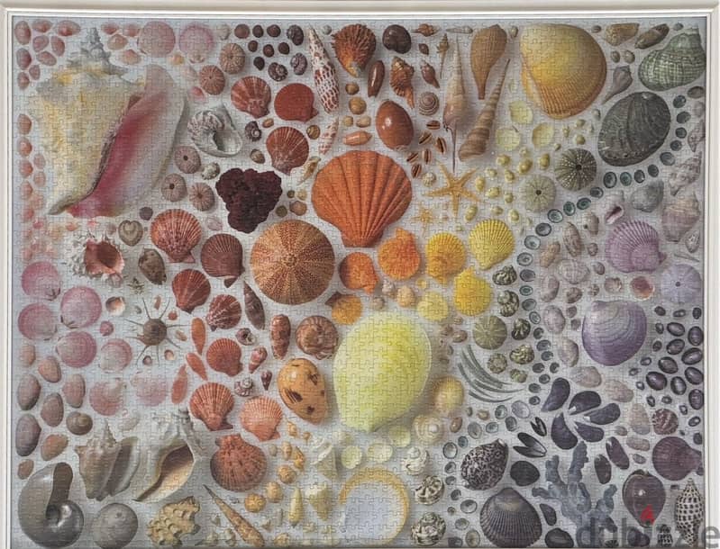 Seashell Puzzle Art Collection  1