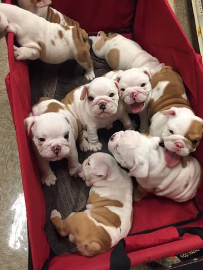 Adorable Bulldogs Puppies For Sale