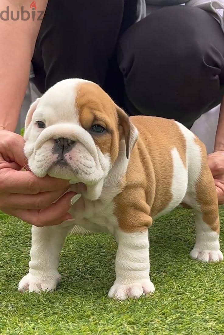 Adorable Bulldogs Puppies For Sale 1