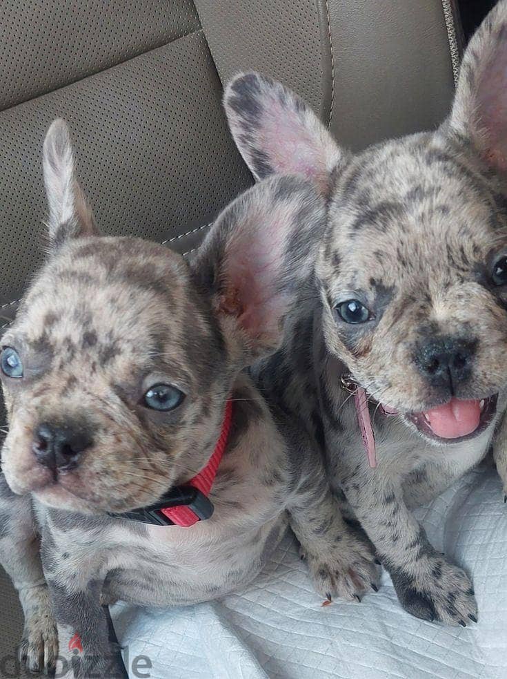 Adorable Bulldogs Puppies For Sale 3