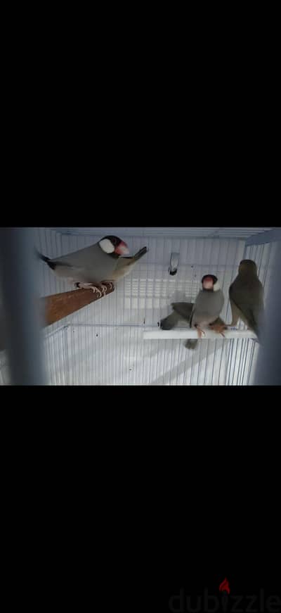 Pastel java split emo pair with 3 chiks