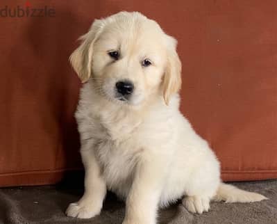 Whatsapp Me (+966) 588993320//Golden Retriever Puppies