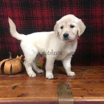 Golden Retriever//Whatsapp Me (+966) 588993320