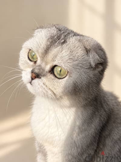 Scottish fold female for adoption