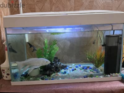 Fish Tank