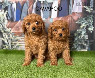Two Top Cavapoo Puppies Available