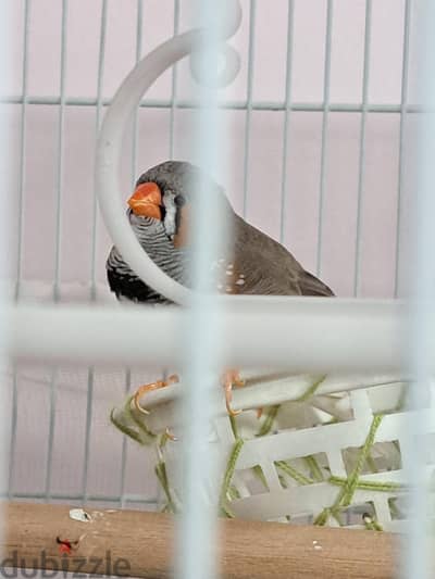 A pair of Zebra Finch