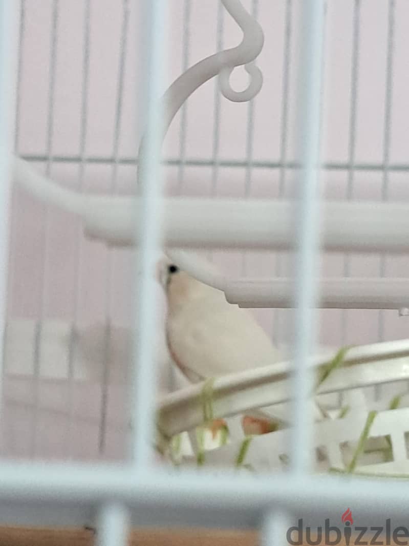 A pair of Zebra Finch 1