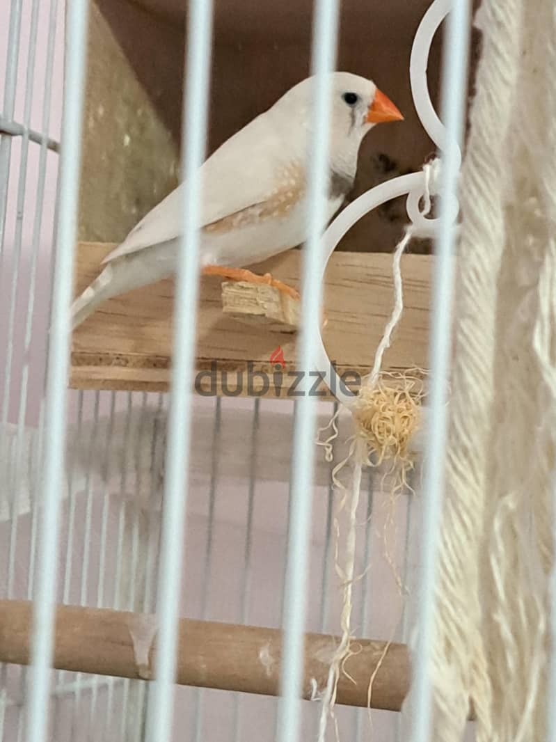 A pair of Zebra Finch 2