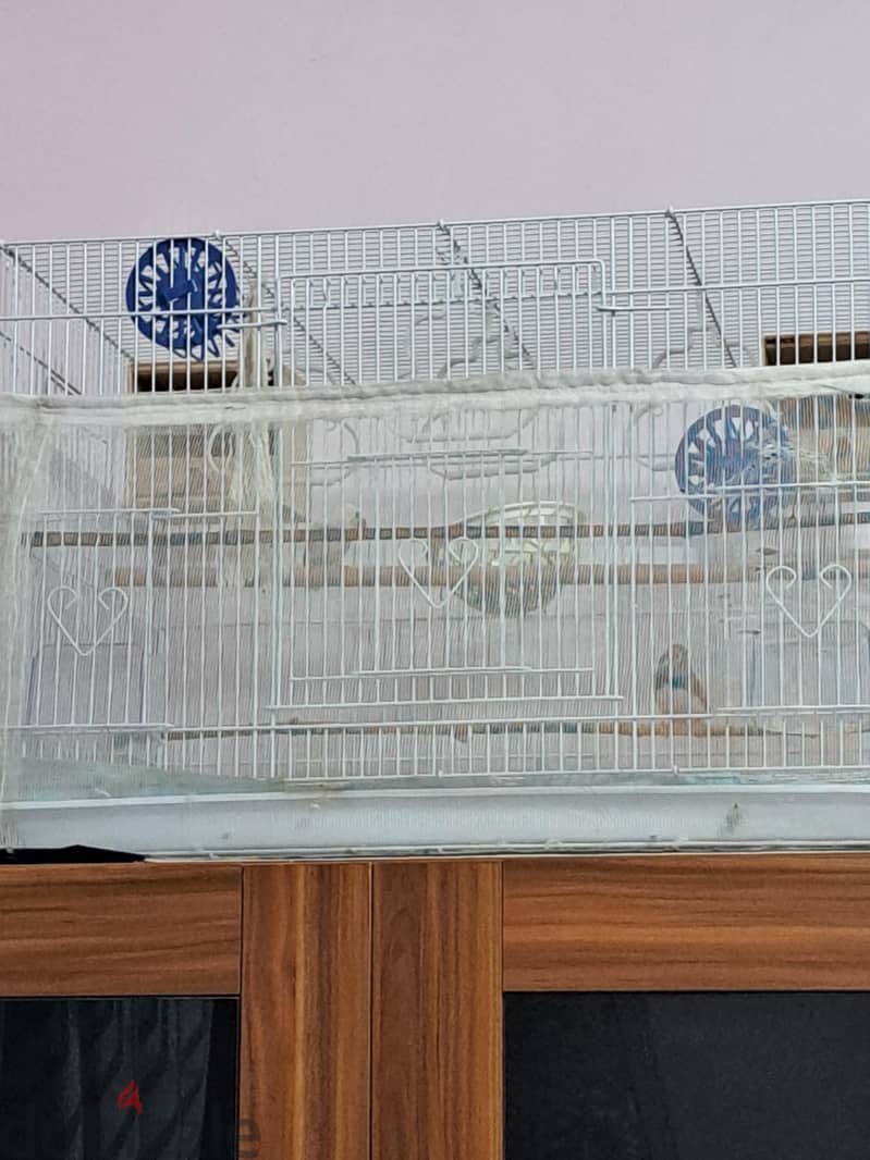 A pair of Zebra Finch 3
