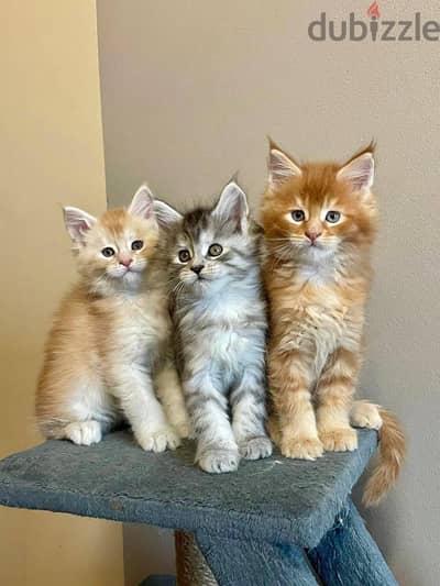 mainecoon kittens free for adoption