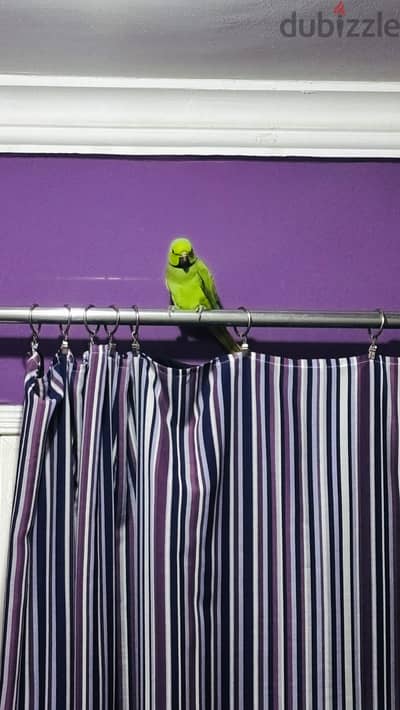 African Green Ringneck Parrot for Sale-With Big Cage