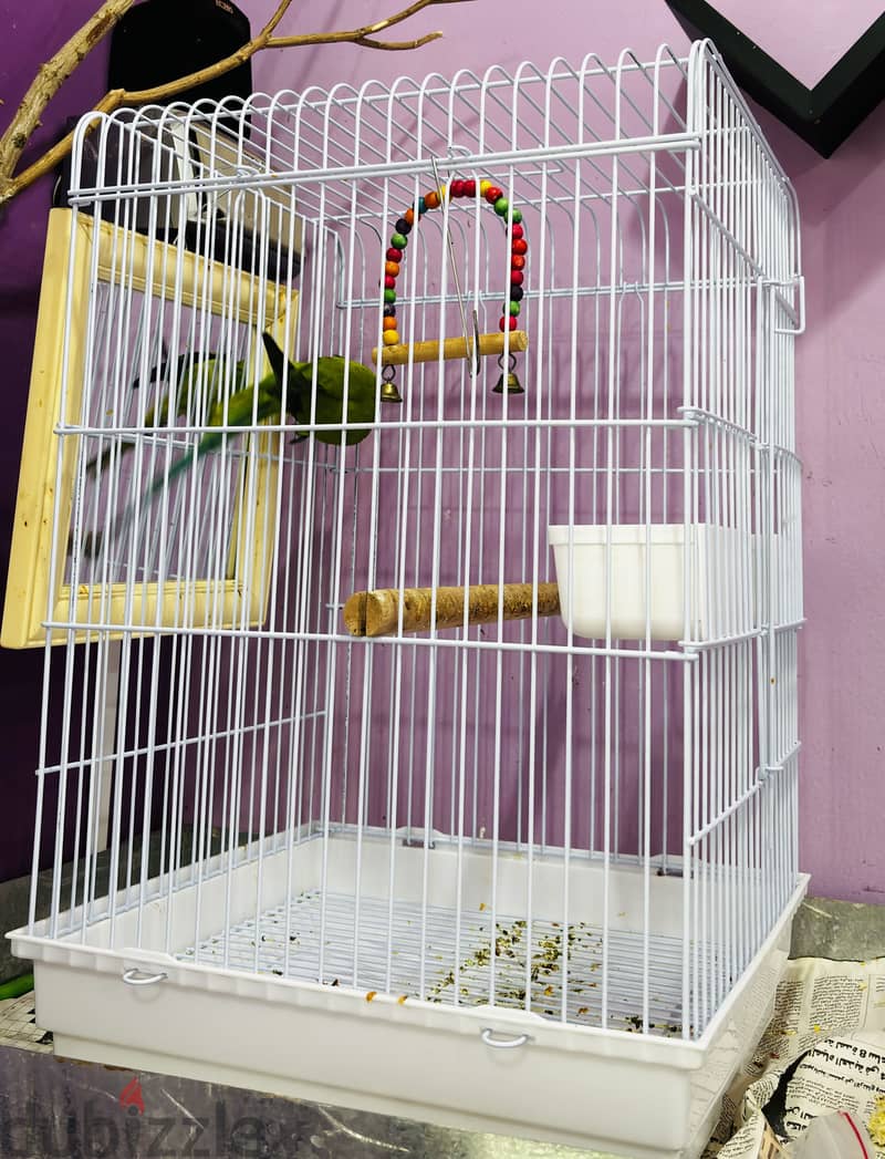 African Green Ringneck Parrot for Sale-With Big Cage 2
