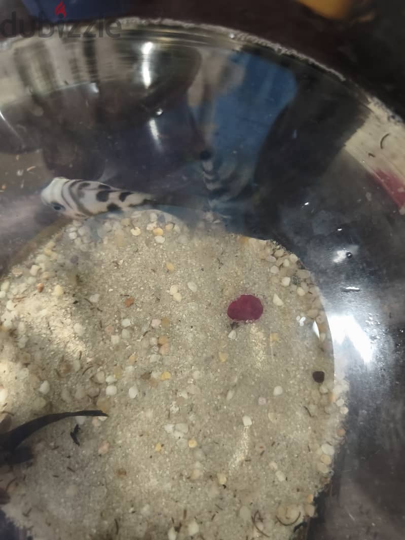 Fish tank and fish for sale 1