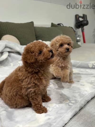 Purebred Poodle Puppies For Forever Adoption
