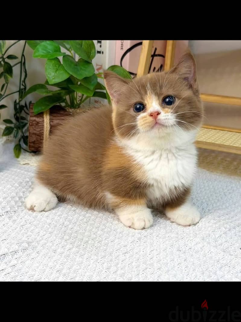 Purebred Munchkins Kittens For Adoption 1
