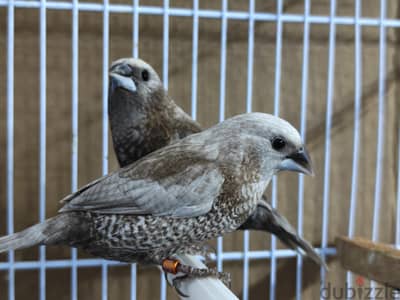 Pearl Brown Euro Bengalese Finch Pair