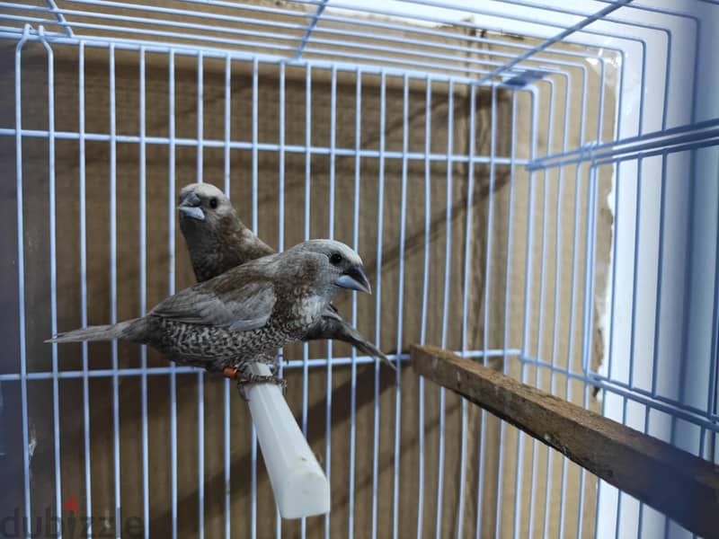 Pearl Brown Euro Bengalese Finch Pair 1
