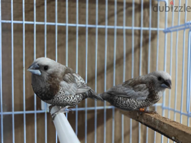 Pearl Brown Euro Bengalese Finch Pair 3