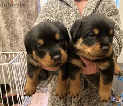 Whatsapp Me (+966) 588993320//Rottweiler Puppies