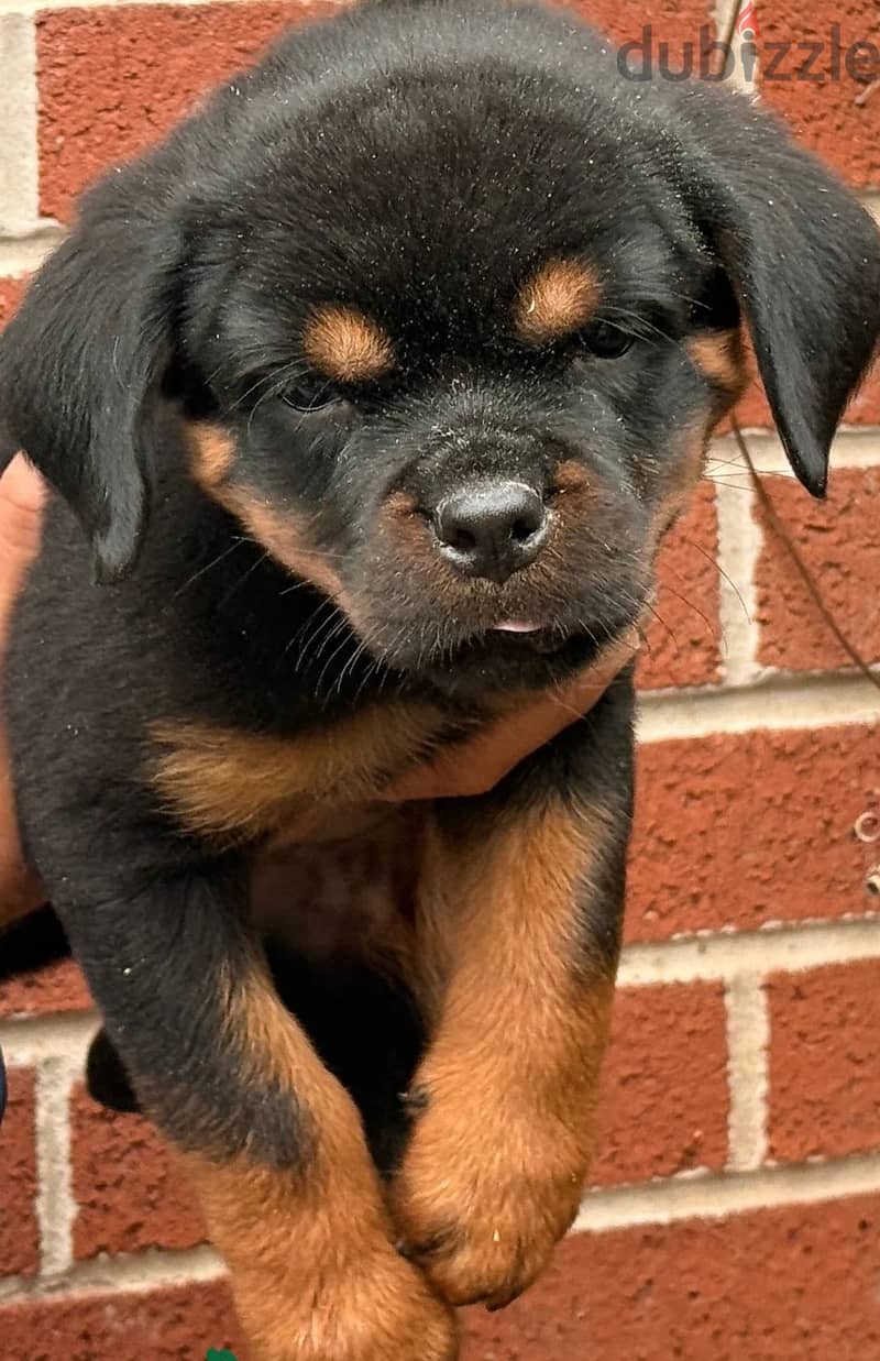 Whatsapp Me (+966) 588993320//Rottweiler Puppies 1
